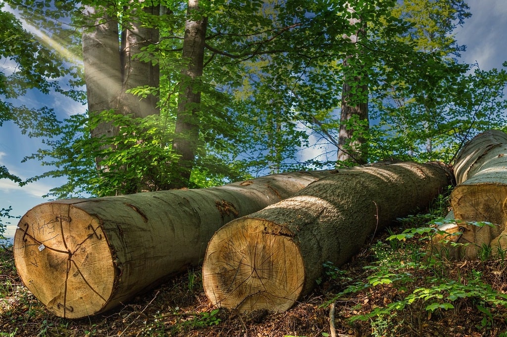 Elaguer les branches pour préserver la santé des arbres