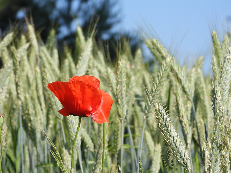 Le rôle de l'agriculture biologique face aux défis mondiaux