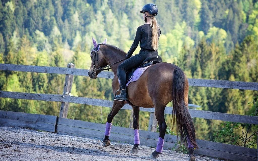 Les solutions pour lutter contre les parasites chez le cheval
